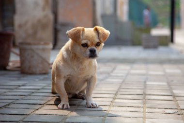 Yerde oturan sevimli bej küçük köpek. Sokak kaldırım döşeme sokak köpeği