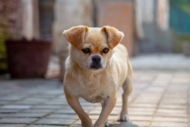 Yerde oturan sevimli bej küçük köpek. Sokak kaldırım döşeme sokak köpeği