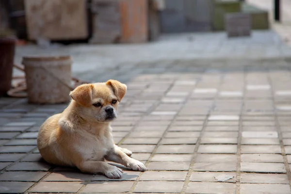 Cute Beige Little Dog Sitting Ground Stray Dog Laying Pavement — Stock Photo, Image