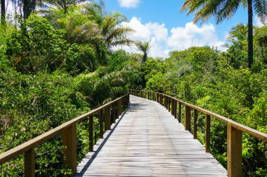 Derin tropikal orman içinde ahşap köprü bakış. Ahşap köprü geçit yemyeşil ağaçlar eğrelti otları ve avuç içi sıcak güneşli yaz aylarında destekleyen yağmur ormanlarında. Praia