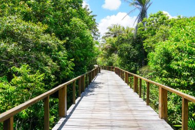 Derin tropikal orman içinde ahşap köprü bakış. Ahşap köprü geçit yemyeşil ağaçlar eğrelti otları ve avuç içi sıcak güneşli yaz aylarında destekleyen yağmur ormanlarında. Praia