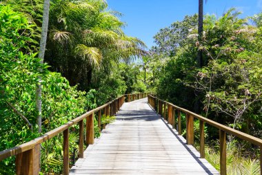Derin tropikal orman içinde ahşap köprü bakış. Ahşap köprü geçit yemyeşil ağaçlar eğrelti otları ve avuç içi sıcak güneşli yaz aylarında destekleyen yağmur ormanlarında. Praia