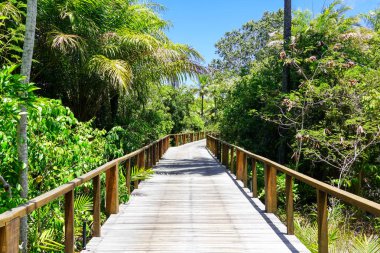Derin tropikal orman içinde ahşap köprü bakış. Ahşap köprü geçit yemyeşil ağaçlar eğrelti otları ve avuç içi sıcak güneşli yaz aylarında destekleyen yağmur ormanlarında. Praia