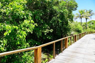 Derin tropikal orman içinde ahşap köprü bakış. Ahşap köprü geçit yemyeşil ağaçlar eğrelti otları ve avuç içi sıcak güneşli yaz aylarında destekleyen yağmur ormanlarında. Praia
