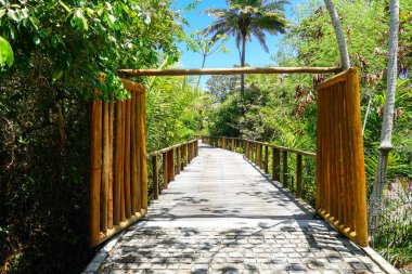 Derin tropikal orman içinde ahşap köprü bakış. Ahşap köprü geçit yemyeşil ağaçlar eğrelti otları ve avuç içi sıcak güneşli yaz aylarında destekleyen yağmur ormanlarında. Praia