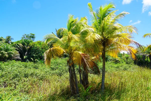 Gros Plan Forêt Tropicale Jungle Praia Forte Brésil Forêt Abritant — Photo