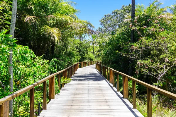 Derin tropikal orman içinde ahşap köprü bakış. Ahşap köprü geçit yemyeşil ağaçlar eğrelti otları ve avuç içi sıcak güneşli yaz aylarında destekleyen yağmur ormanlarında. Praia