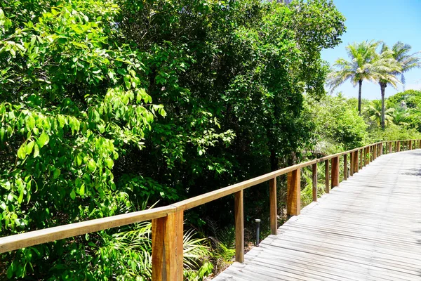 Derin tropikal orman içinde ahşap köprü bakış. Ahşap köprü geçit yemyeşil ağaçlar eğrelti otları ve avuç içi sıcak güneşli yaz aylarında destekleyen yağmur ormanlarında. Praia