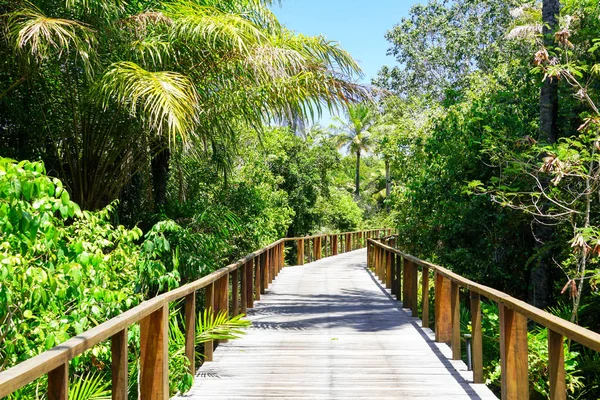 Derin tropikal orman içinde ahşap köprü bakış. Ahşap köprü geçit yemyeşil ağaçlar eğrelti otları ve avuç içi sıcak güneşli yaz aylarında destekleyen yağmur ormanlarında. Praia
