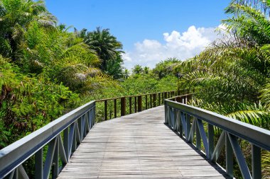 Derin tropikal orman içinde ahşap köprü bakış. Ahşap köprü geçit yemyeşil ağaçlar eğrelti otları ve avuç içi sıcak güneşli yaz aylarında destekleyen yağmur ormanlarında. Praia