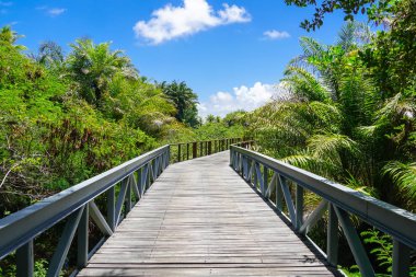 Derin tropikal orman içinde ahşap köprü bakış. Ahşap köprü geçit yemyeşil ağaçlar eğrelti otları ve avuç içi sıcak güneşli yaz aylarında destekleyen yağmur ormanlarında. Praia