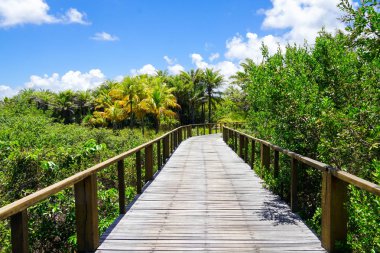 Derin tropikal orman içinde ahşap köprü bakış. Ahşap köprü geçit yemyeşil ağaçlar eğrelti otları ve avuç içi sıcak güneşli yaz aylarında destekleyen yağmur ormanlarında. Praia