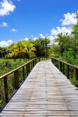 Derin tropikal orman içinde ahşap köprü bakış. Ahşap köprü geçit yemyeşil ağaçlar eğrelti otları ve avuç içi sıcak güneşli yaz aylarında destekleyen yağmur ormanlarında. Praia