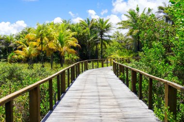 Derin tropikal orman içinde ahşap köprü bakış. Ahşap köprü geçit yemyeşil ağaçlar eğrelti otları ve avuç içi sıcak güneşli yaz aylarında destekleyen yağmur ormanlarında. Praia