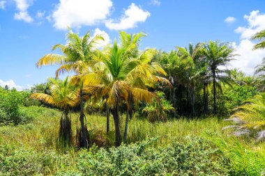 Tropikal orman, Praia yapmak Forte, Brezilya ormanda kapatın. Yemyeşil ağaçlar eğrelti otları ve avuç içi destekleyen orman. Evergreen yağmur ormanı mavi sıcak yaz günü sırasında