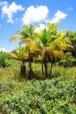 Tropikal orman, Praia yapmak Forte, Brezilya ormanda kapatın. Yemyeşil ağaçlar eğrelti otları ve avuç içi destekleyen orman. Evergreen yağmur ormanı mavi sıcak yaz günü sırasında