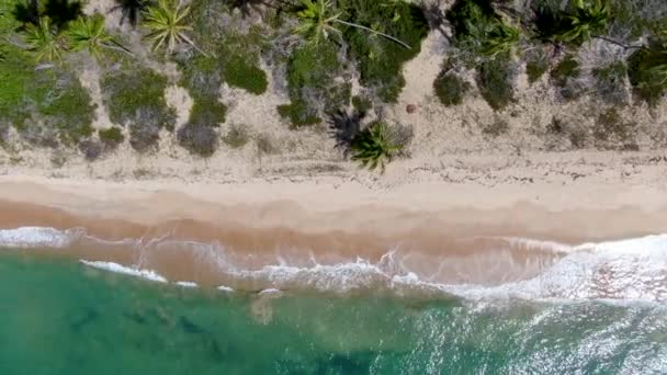 空撮トップ熱帯白い砂浜とターコイズ ブルーの小さな波と海の水をオフに ヤシの木の背景 プライア フォルテ バイーア ブラジル 旅行熱帯の概念 — ストック動画