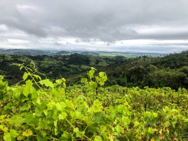 Bulutlu yağmur mevsiminde dağ üzüm bağları en iyi görünümü. Asma yeşil tepelerde. Yağmurlu günler ve sis aracılığıyla üfleme vadilerde yetiştirilen şarap yapmak için üzüm bağları.