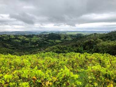 Bulutlu yağmur mevsiminde dağ üzüm bağları en iyi görünümü. Asma yeşil tepelerde. Yağmurlu günler ve sis aracılığıyla üfleme vadilerde yetiştirilen şarap yapmak için üzüm bağları.