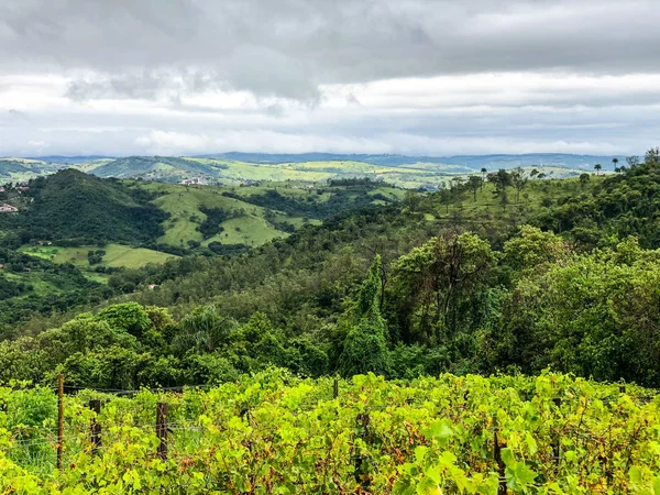 Vista Superior Das Vinhas Montanha Durante Estação Chuvosa Nublada Uvas — Fotografia de Stock