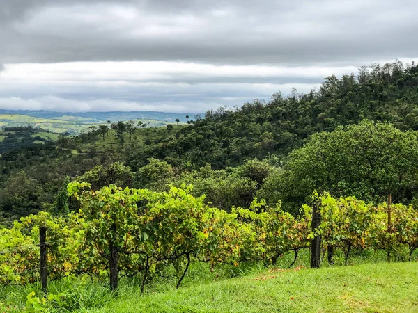 Vista Superior Das Vinhas Montanha Durante Estação Chuvosa Nublada Uvas — Fotografia de Stock