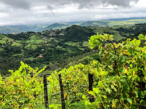 Vista Dall Alto Dei Vigneti Montagna Durante Stagione Delle Piogge — Foto Stock