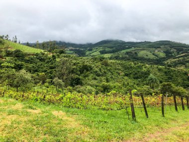 Bulutlu yağmur mevsiminde dağ üzüm bağları en iyi görünümü. Asma yeşil tepelerde. Yağmurlu günler ve sis aracılığıyla üfleme vadilerde yetiştirilen şarap yapmak için üzüm bağları.