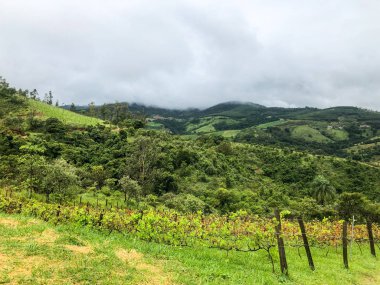 Bulutlu yağmur mevsiminde dağ üzüm bağları en iyi görünümü. Asma yeşil tepelerde. Yağmurlu günler ve sis aracılığıyla üfleme vadilerde yetiştirilen şarap yapmak için üzüm bağları.