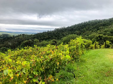 Bulutlu yağmur mevsiminde dağ üzüm bağları en iyi görünümü. Asma yeşil tepelerde. Yağmurlu günler ve sis aracılığıyla üfleme vadilerde yetiştirilen şarap yapmak için üzüm bağları.
