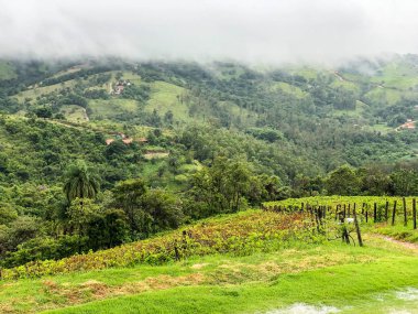 Bulutlu yağmur mevsiminde dağ üzüm bağları en iyi görünümü. Asma yeşil tepelerde. Yağmurlu günler ve sis aracılığıyla üfleme vadilerde yetiştirilen şarap yapmak için üzüm bağları.