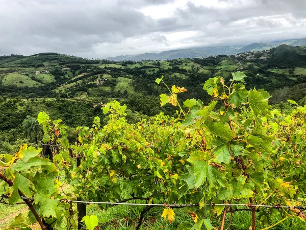 Bovenaanzicht Van Wijngaarden Bergen Tijdens Bewolkte Regentijd Wijnstokken Groene Heuvels — Stockfoto