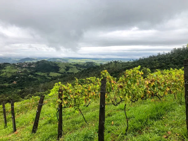 Bovenaanzicht Van Wijngaarden Bergen Tijdens Bewolkte Regentijd Wijnstokken Groene Heuvels — Stockfoto