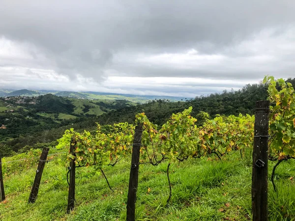 曇り雨の季節の間に山のブドウ園の平面図です 緑の丘のブドウ 雨天や霧を通って吹く谷で育つワインを作るためのブドウ畑 — ストック写真