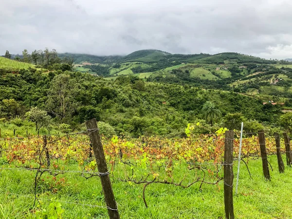 Vista Dall Alto Dei Vigneti Montagna Durante Stagione Delle Piogge — Foto Stock