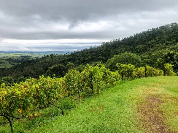 Vista Dall Alto Dei Vigneti Montagna Durante Stagione Delle Piogge — Foto Stock