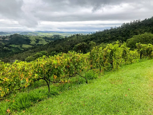 Vista Superior Los Viñedos Montaña Durante Temporada Lluvias Nubladas Viñas — Foto de Stock