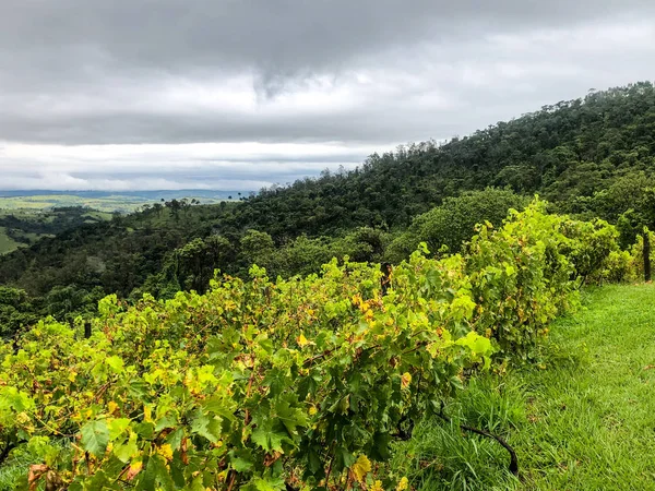 Vista Dall Alto Dei Vigneti Montagna Durante Stagione Delle Piogge — Foto Stock