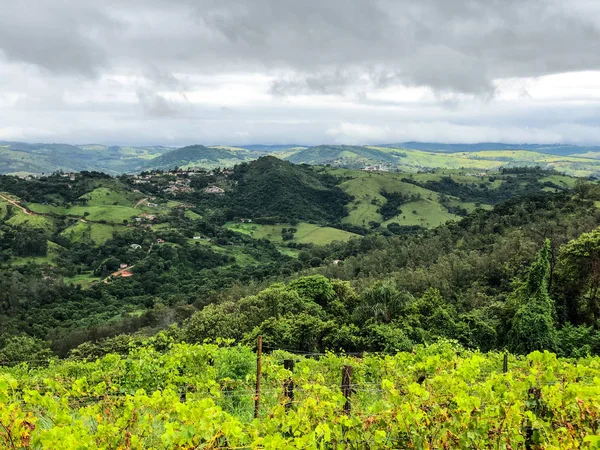 Bulutlu Yağmur Mevsiminde Dağ Üzüm Bağları Iyi Görünümü Asma Yeşil — Stok fotoğraf