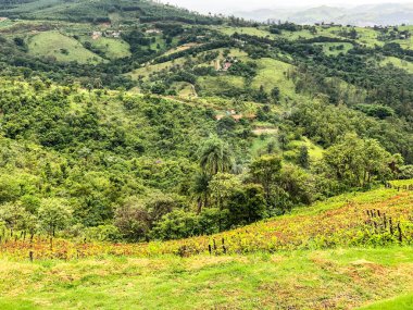 Bulutlu yağmur mevsiminde dağ üzüm bağları en iyi görünümü. Asma yeşil tepelerde. Yağmurlu günler ve sis aracılığıyla üfleme vadilerde yetiştirilen şarap yapmak için üzüm bağları.