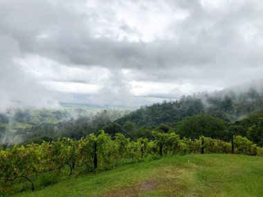 Bulutlu yağmur mevsiminde dağ üzüm bağları en iyi görünümü. Asma yeşil tepelerde. Yağmurlu günler ve sis aracılığıyla üfleme vadilerde yetiştirilen şarap yapmak için üzüm bağları.