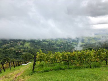Bulutlu yağmur mevsiminde dağ üzüm bağları en iyi görünümü. Asma yeşil tepelerde. Yağmurlu günler ve sis aracılığıyla üfleme vadilerde yetiştirilen şarap yapmak için üzüm bağları.