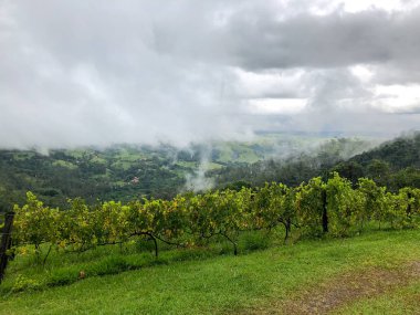 Bulutlu yağmur mevsiminde dağ üzüm bağları en iyi görünümü. Asma yeşil tepelerde. Yağmurlu günler ve sis aracılığıyla üfleme vadilerde yetiştirilen şarap yapmak için üzüm bağları.
