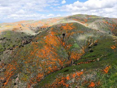 California Golden haşhaş ve Walker Kanyon, Lake Elsinore, Ca. ABD'de çiçek açan Goldfields Dağı havadan görünümü. Parlak turuncu haşhaş çiçekler California sırasında süper bloom bahar mevsimi çöl..