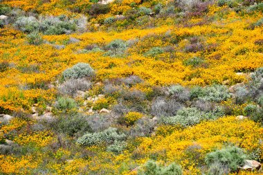 California Golden haşhaş ve Walker Kanyon, Lake Elsinore, Ca. ABD'de çiçek açan Goldfields kapatın. Parlak turuncu haşhaş çiçekler California sırasında süper bloom bahar mevsimi çöl..