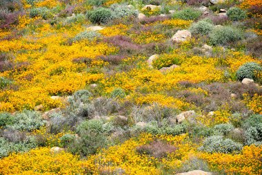California Golden haşhaş ve Walker Kanyon, Lake Elsinore, Ca. ABD'de çiçek açan Goldfields kapatın. Parlak turuncu haşhaş çiçekler California sırasında süper bloom bahar mevsimi çöl..