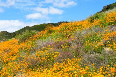 California Golden haşhaş ve Walker Kanyon, Lake Elsinore, Ca. ABD'de çiçek açan Goldfields dağ tepeleri. Parlak turuncu haşhaş çiçekler California sırasında süper bloom bahar mevsimi çöl..