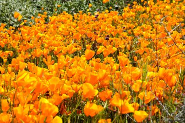 California Golden haşhaş ve Walker Kanyon, Lake Elsinore, Ca. ABD'de çiçek açan Goldfields kapatın. Parlak turuncu haşhaş çiçekler California sırasında süper bloom bahar mevsimi çöl..