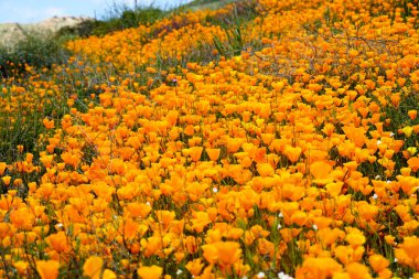 California Golden haşhaş ve Walker Kanyon, Lake Elsinore, Ca. ABD'de çiçek açan Goldfields kapatın. Parlak turuncu haşhaş çiçekler California sırasında süper bloom bahar mevsimi çöl..