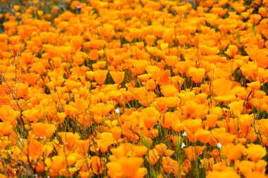 California Golden haşhaş ve Walker Kanyon, Lake Elsinore, Ca. ABD'de çiçek açan Goldfields kapatın. Parlak turuncu haşhaş çiçekler California sırasında süper bloom bahar mevsimi çöl..