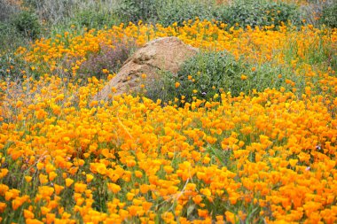 California Golden haşhaş ve Walker Kanyon, Lake Elsinore, Ca. ABD'de çiçek açan Goldfields kapatın. Parlak turuncu haşhaş çiçekler California sırasında süper bloom bahar mevsimi çöl..